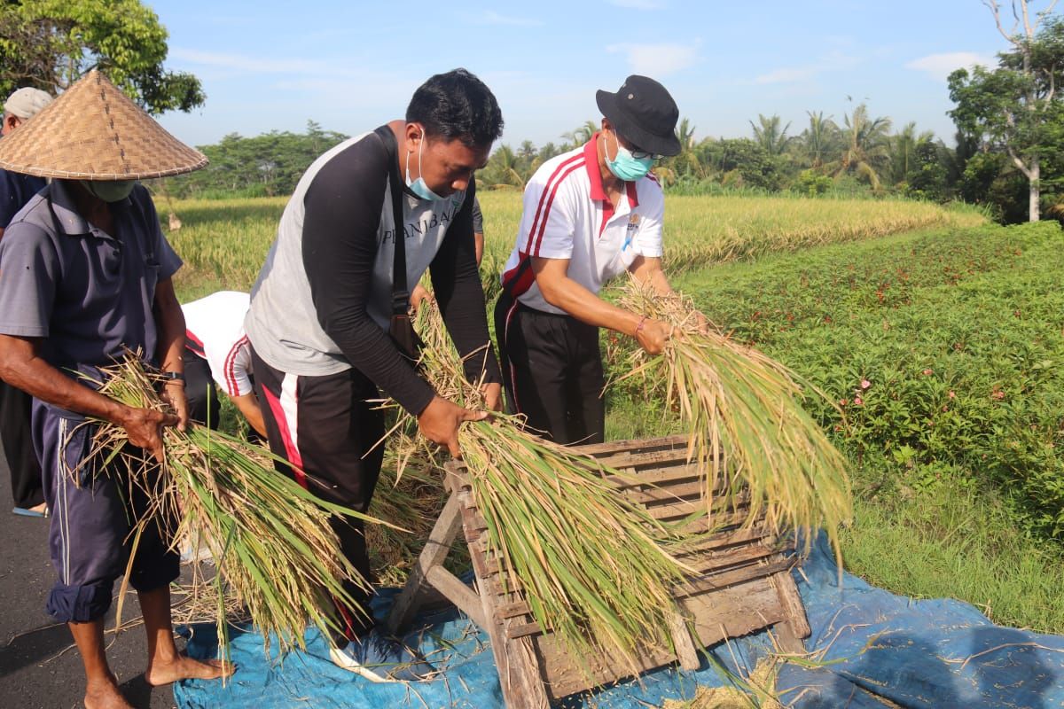 podiumnews.com-Badung Panen Perdana Padi Organik di Subak Ayunan Abiansemal